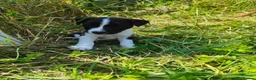 Patterjack dogs for sale: Patterjack Puppies  - Advert 8