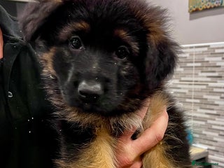 German Shepherd dogs Beautiful KC reg health tested puppies for sale - Advert 2