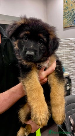 German Shepherd dogs Beautiful KC reg health tested puppies for sale - Advert 2