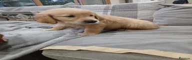 Golden Retriever 4