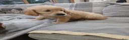 Golden Retriever dogs for sale: Beautiful true gold golden retrievers  - Advert 7