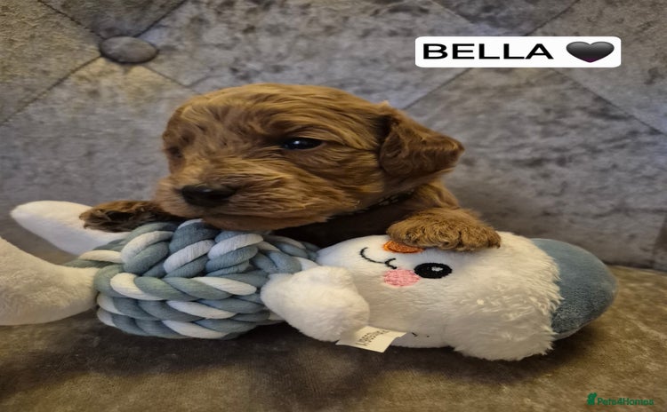 Cavapoo dogs 🧡 HEALTH TESTED F1B CAVAPOO  PUPPIES🧡 - Advert 9