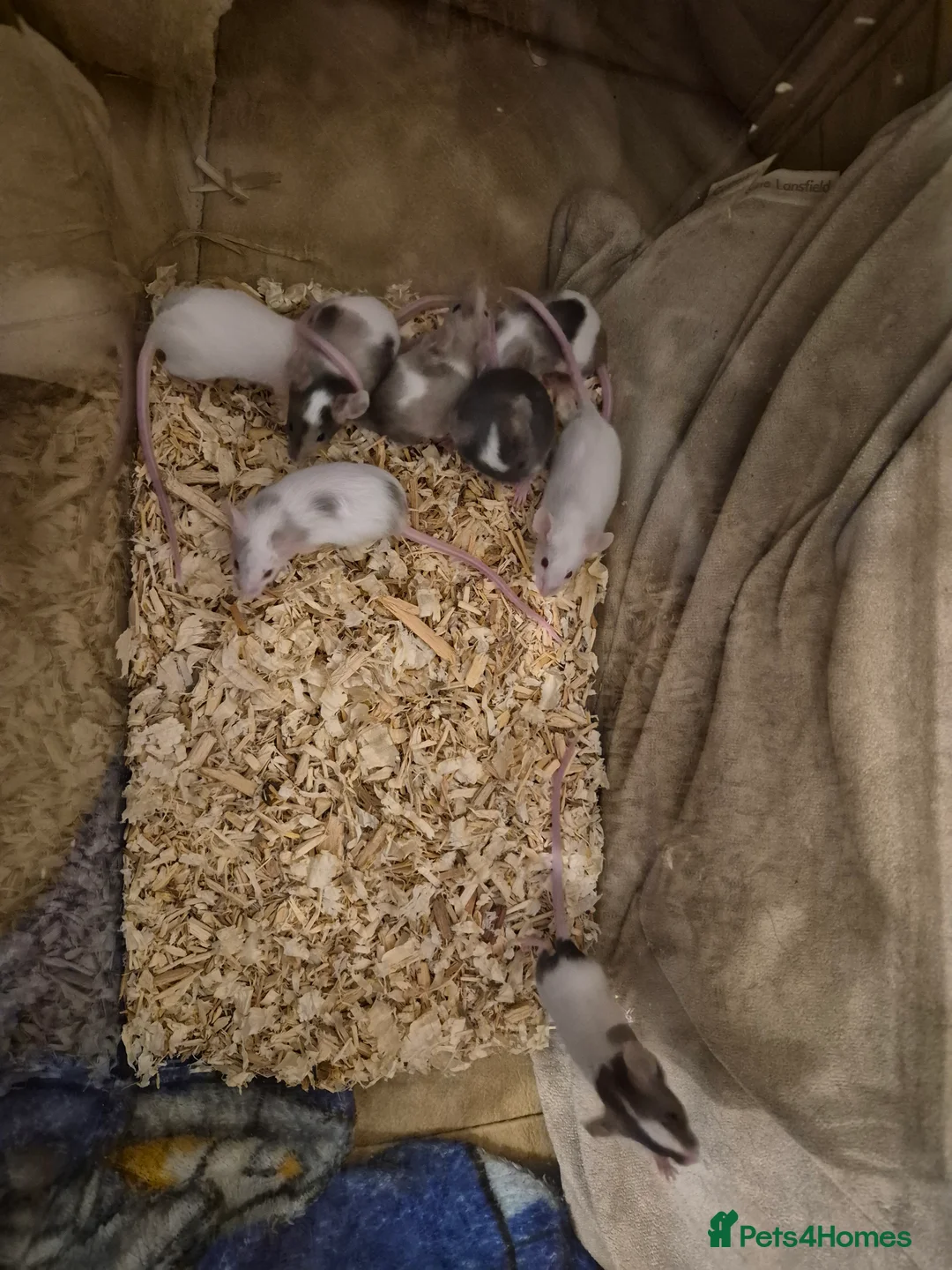 Mouse rodents for sale: 8 Cute Female Baby Fancy Mice - Advert 1