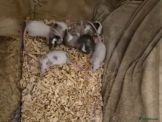 Mouse rodents 8 Cute Female Baby Fancy Mice - Advert 14