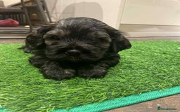 Mixed Breed dogs for sale: Three beautiful males looking for loving homes - Image 8