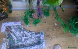 Live Bearers fish for sale: Guppy fry 2-3 weeks old. Beautiful fish.  - Image 2