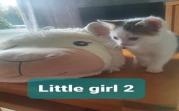 Mixed Breed cats for sale: 2 Fluffy Boys and 3 Gorgeous Girls READY NOW - Image 9