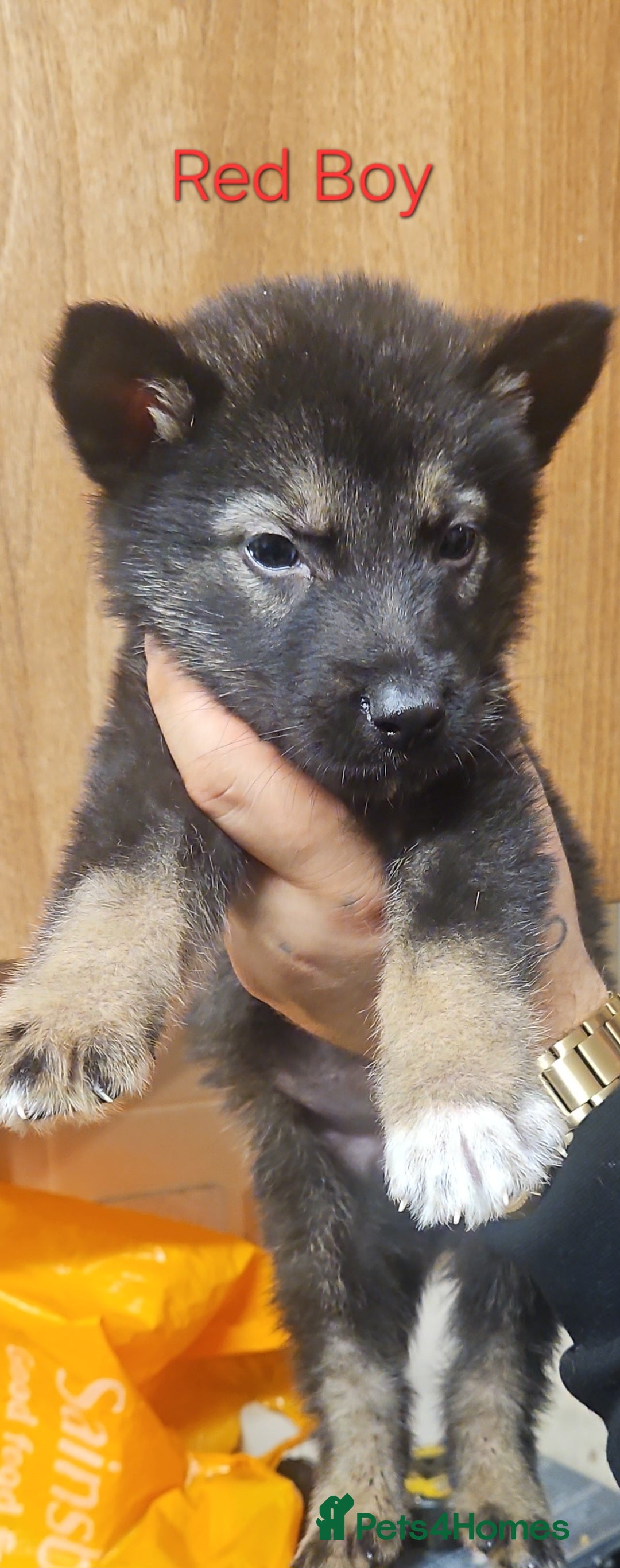 Mixed Breed dogs 6 Beautiful chunky Alaskan Shepherds - Advert 5