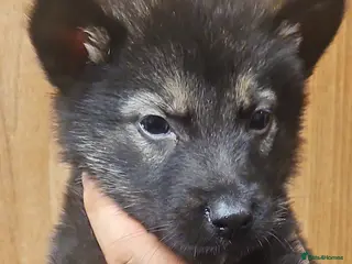 Mixed Breed dogs 6 Beautiful chunky Alaskan Shepherds - Advert 5