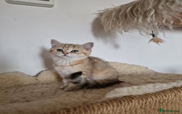 British Shorthair cats for sale: PEDIGREE BRITISH SHORT HAIR READY NOW !!! - Image 3