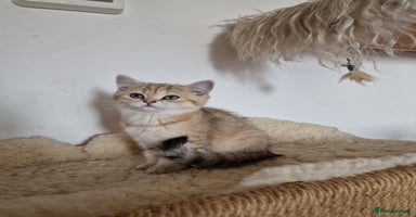 British Shorthair cats - Advert 11