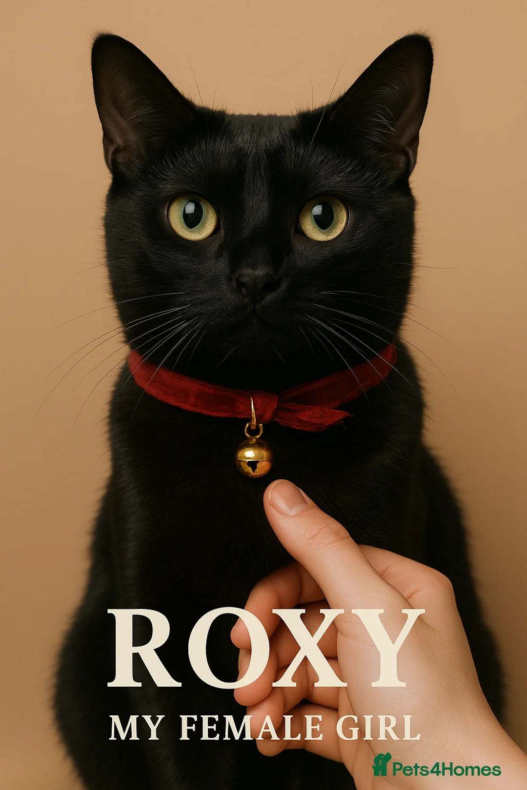 Bombay cats for sale: 🌸 Female Cat Looking for a New Home 🌸 - Advert 2