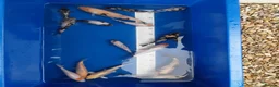 Koi Carp fish for sale: Young koi in Deeside - Advert 9
