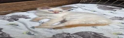 Ragdoll cats for sale: Ragdoll kittens  - Advert 3