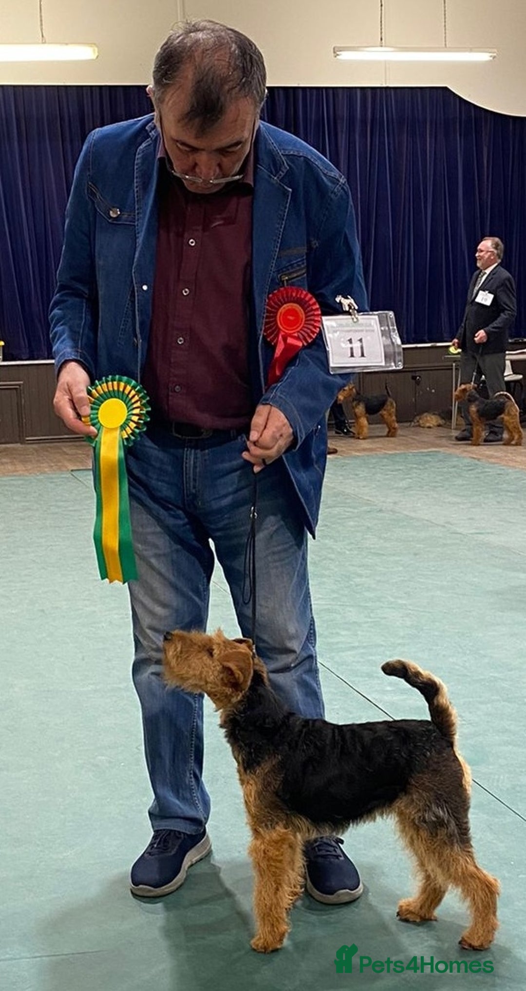 Welsh Terrier dogs for sale: Welsh terrier bitch for sale  - Advert 3