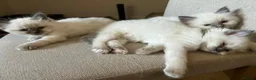 Birman cats for sale: Beautiful Blue Point Birman-Ragdoll Kittens in Leicester - Advert 12