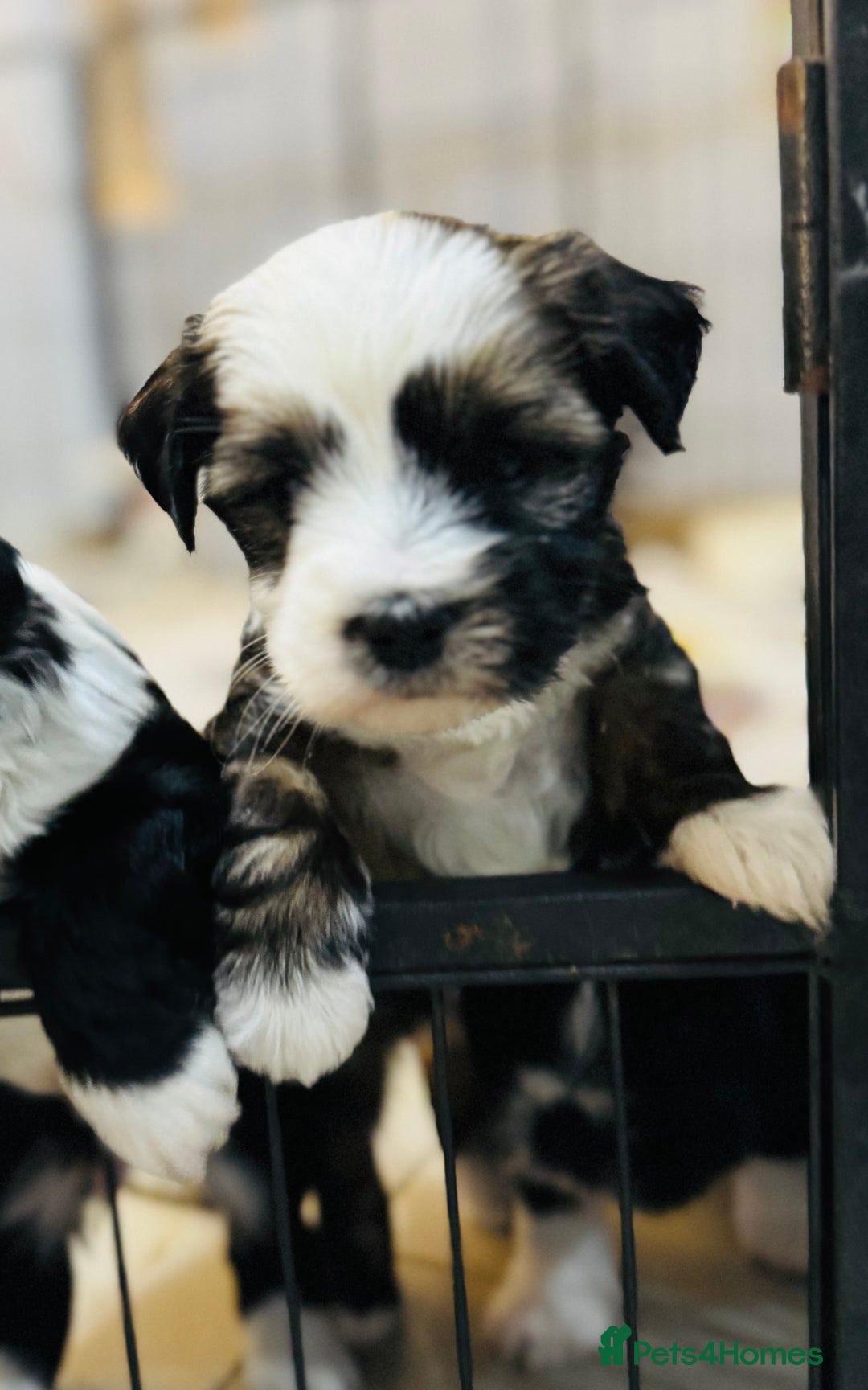Tibetan Terrier dogs for sale: KC Reg, Fully Health Tested Tibetan Pups - Image 18