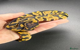 Python Snake reptiles for sale: Beautiful Ball Python Babies - Image 8