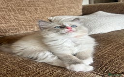 Ragdoll cats for sale: Pure longhair Ragdoll Kittens - Raised with Soul - Image 20