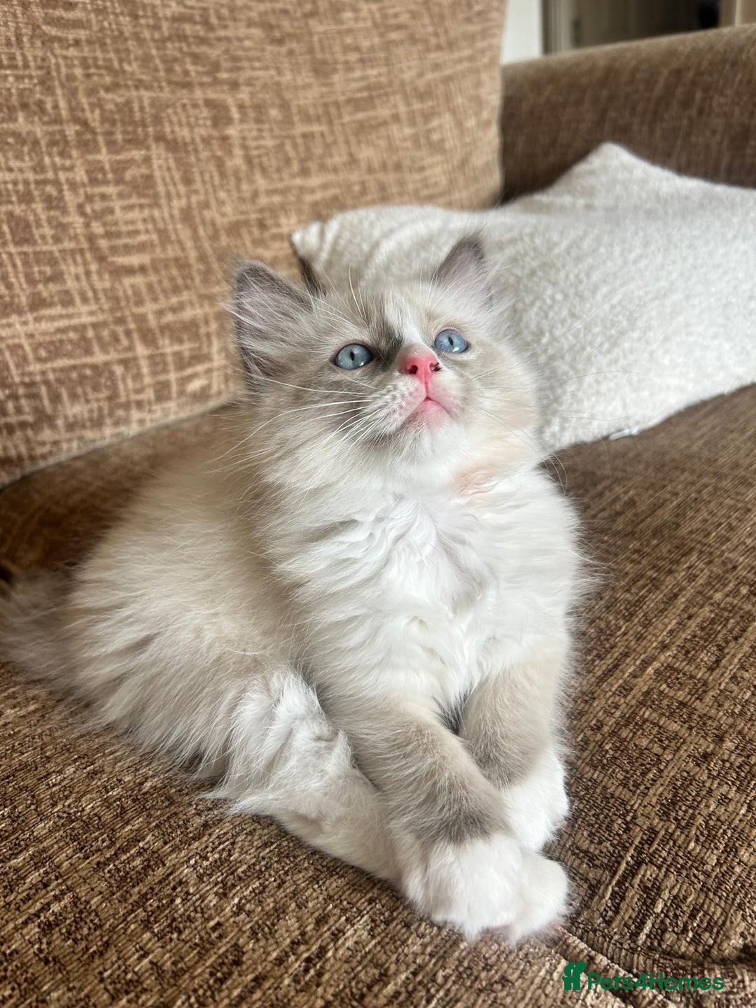 Ragdoll cats for sale: Pure longhair Ragdoll Kittens - Raised with Soul - Image 20
