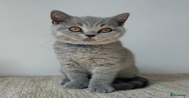 British Shorthair cats - Advert 8