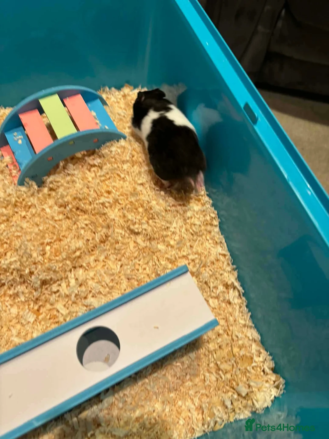 Hamster rodents for sale: male hamster  in Rotherham - Advert 2