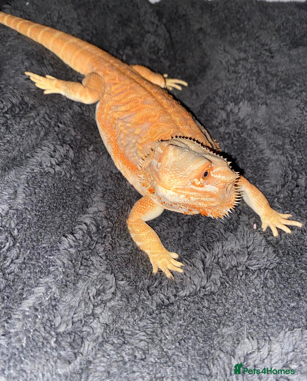 Bearded Dragon reptiles for sale: Orange hypo blue bar female dragon with set up - Image 3