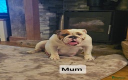 English Bulldog dogs for sale: Kennel club registered English bulldog puppies  - Image 18