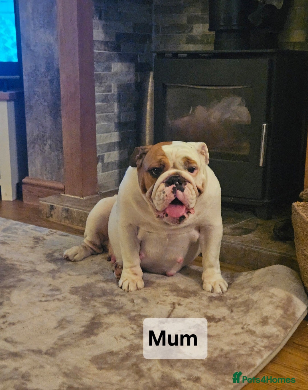 English Bulldog dogs for sale: Kennel club registered English bulldog puppies  - Image 18