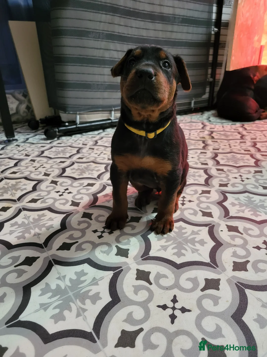 Chinese Red Dog dogs for sale: Chinese Red dog Pups available - Advert 16