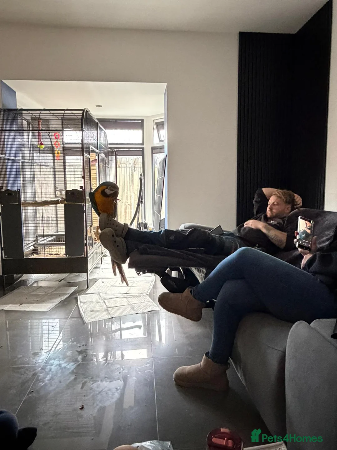 Macaws birds for sale: Blue and Gold macaw  in Houghton le Spring - Advert 2