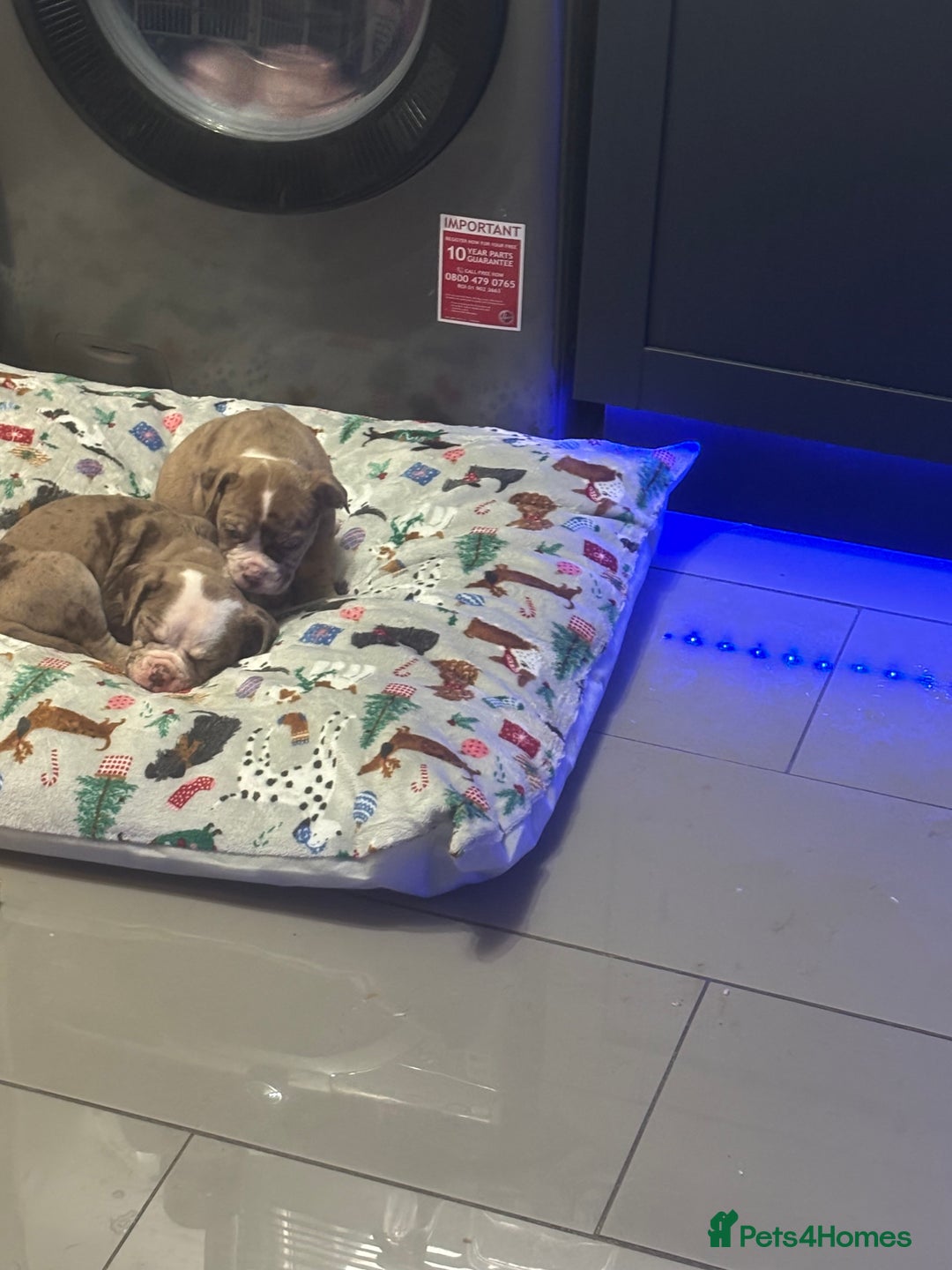 Olde English Bulldogge dogs for sale: Olde English bulldogge Merle female  - Image 5