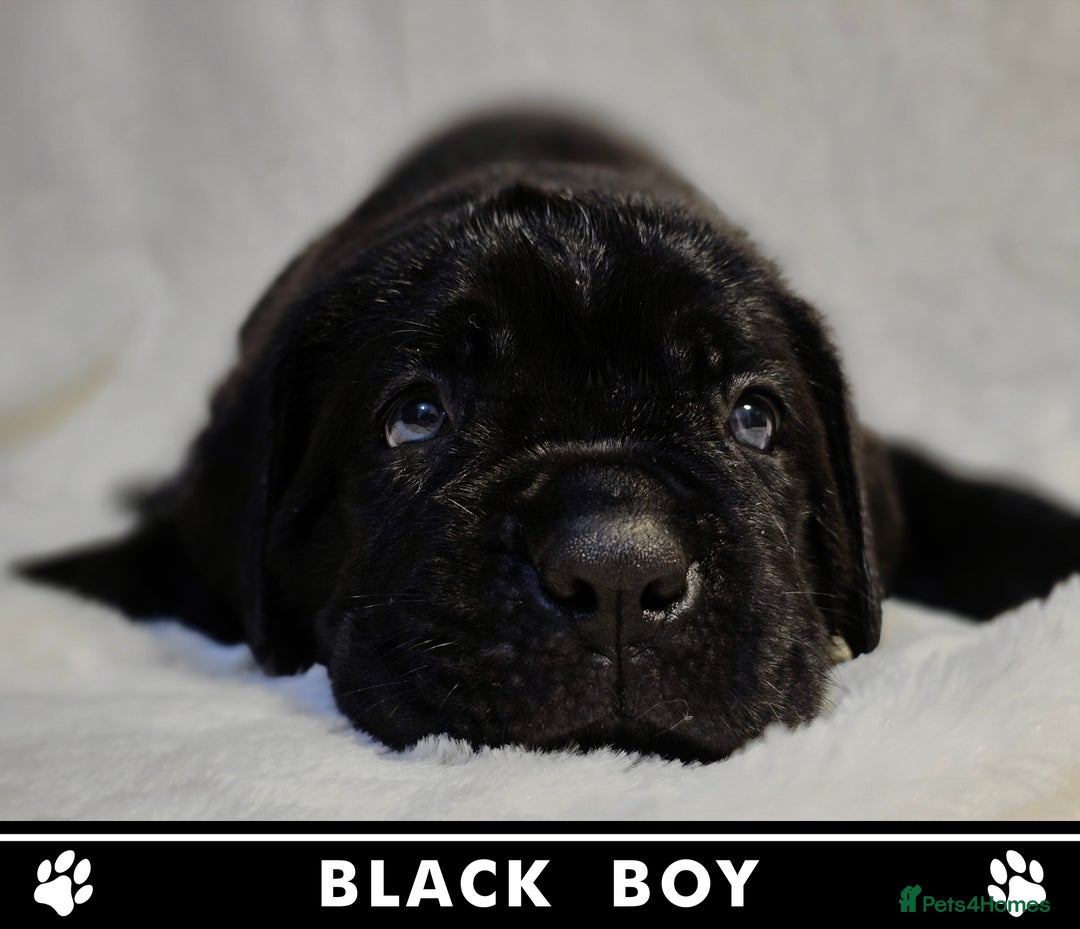 Cane Corso dogs for sale: ⭐️Cane Corso Pups⭐️Pure Championship Genes🏆 - Advert 6