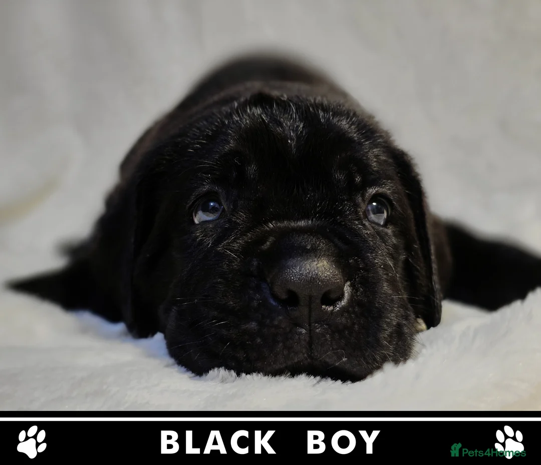 Cane Corso dogs for sale: ⭐️Cane Corso Pups⭐️Pure Championship Genes🏆 - Advert 6