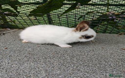 Netherland Dwarf rabbits for sale: Netherland dwarf  - Image 3