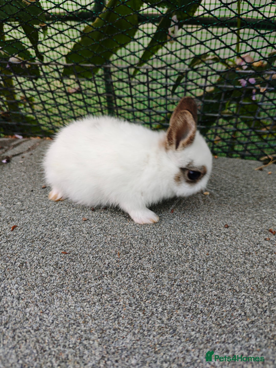 Netherland Dwarf rabbits for sale: Netherland dwarf  - Image 3