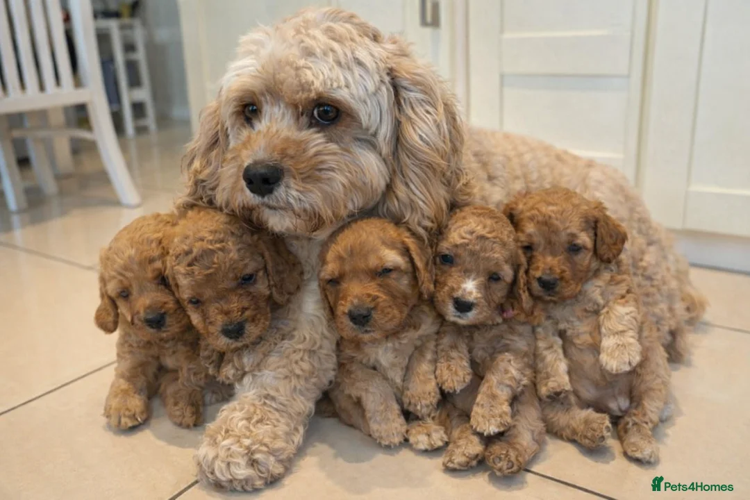 Cavapoo dogs for sale: Stunning Cavapoo Puppies – Ready Soon  - Advert 7