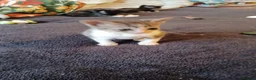 Mixed Breed cats for sale: 2boys & 2girls - Advert 20