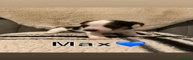 Jack Russell 4