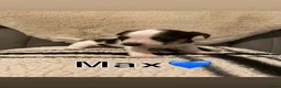 Jack Russell dogs for sale: Miniature jack Russell pups  - Advert 6