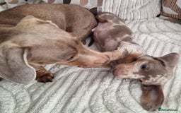 Miniature Dachshund dogs for sale: Adorable KC registered mini dachsund pups - Image 22