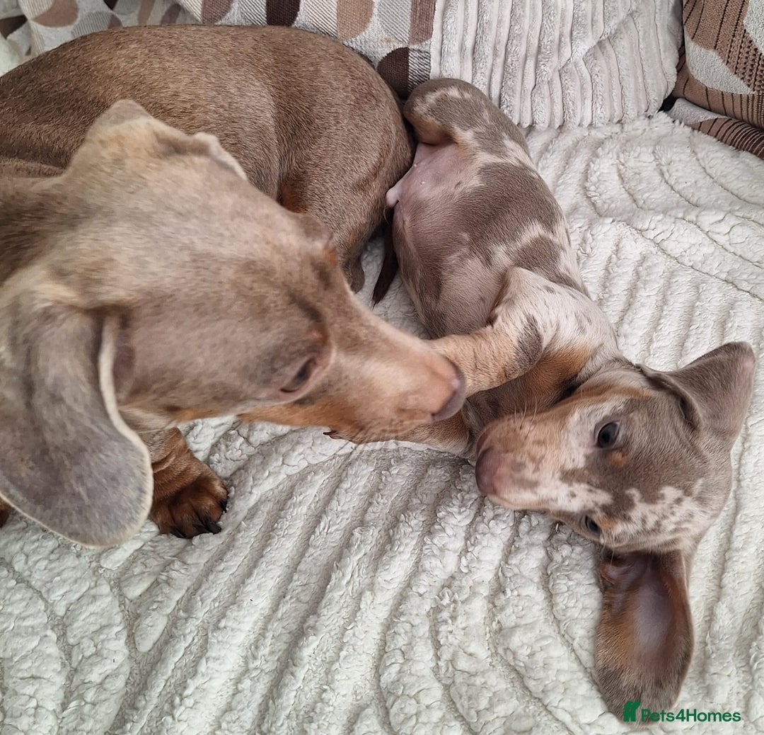 Miniature Dachshund dogs for sale: Adorable KC registered mini dachsund pups - Image 22