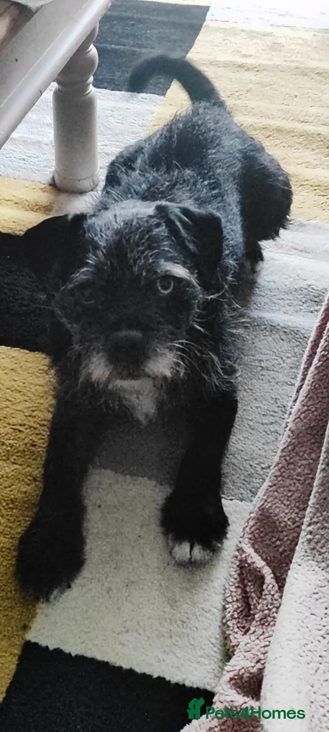 Mixed Breed dogs for sale: Jack Russell terrier mix  in Selby - Advert 1