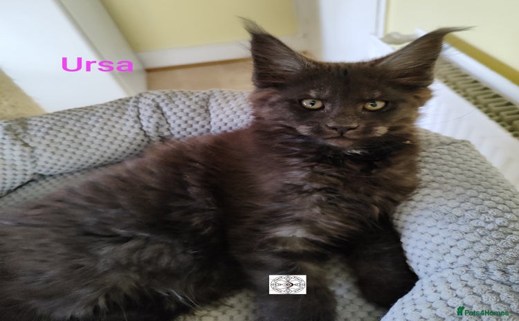 Maine Coon cats - Advert 2