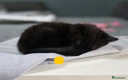 Mixed Breed cats for sale: Black kittens for sale  - Image 16