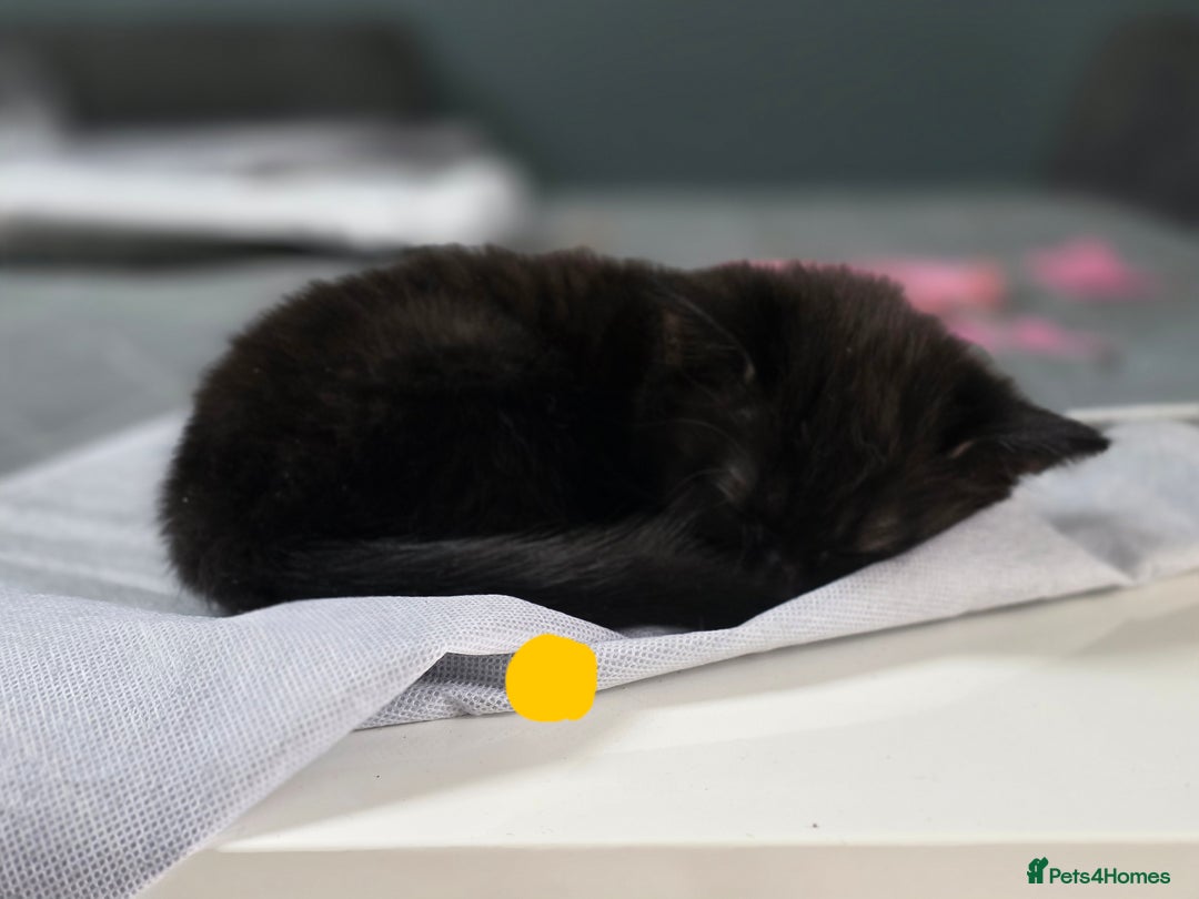 Mixed Breed cats for sale: Black kittens for sale  - Image 16