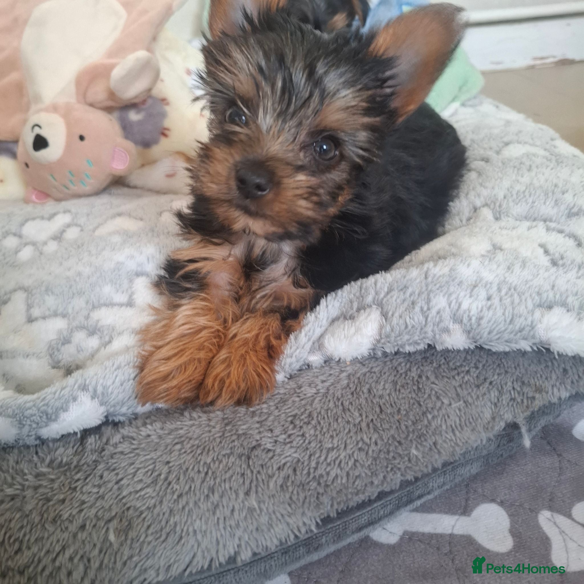 Yorkshire Terrier dogs Charming Yorkshire Terrier Puppies - Advert 2
