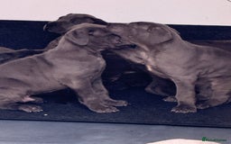 Great Dane dogs for sale: Great Dane puppies looking for forever homes  - Image 7