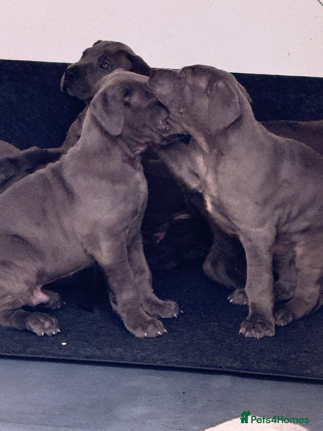 Great Dane dogs for sale: Great Dane puppies looking for forever homes  - Image 7