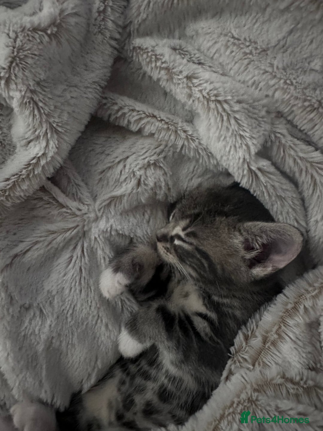 Mixed Breed cats for sale: 3 little grey cuties  - Advert 12